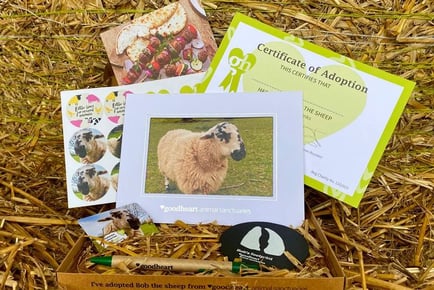 Adopt A Sheep - Digital or Physical Package