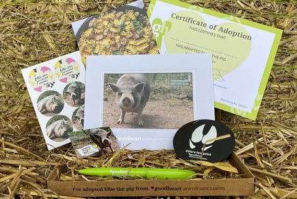 Adopt A Pig - Digital or Physical Package