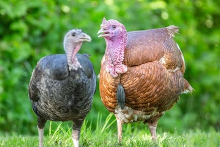 Adopt a Turkey - Digital or Physical Package