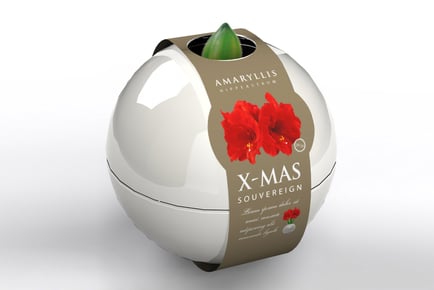 Amaryllis Bulb in Globe Gift - 3 Colours!