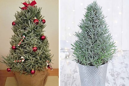 Lavender Pyramid Christmas Tree Gift - 18cm Pot!