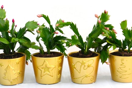 Mini Christmas Cactus in Coloured Pot