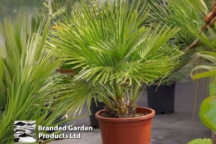 1 or 2 Dwarf Fan Patio Palm Trees