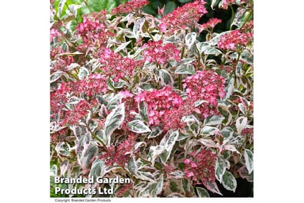 Hydrangea Euphoria Pink Delight Plant