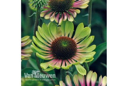 1 or 3 Echinacea 'Green Twister' Plants