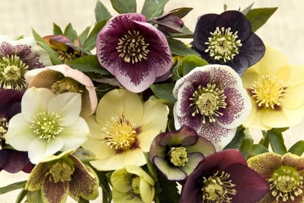 Vibrant Hellebore Orientalis Collection - 5 or 10 Plants