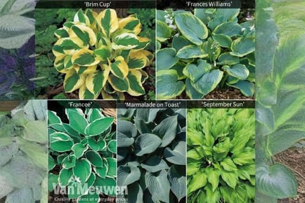 Irresistible Mixed Hosta Bare Root Plants