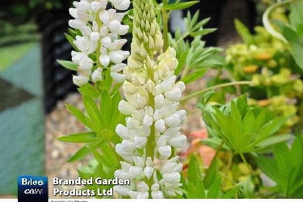 Luxurious Lupin Noble Maiden White Plants - Up to 10 Elegant Blooms