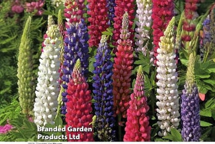 Spectacular Lupin Red, White & Blue Collection