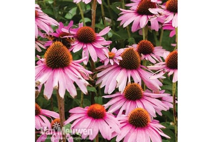 Enchanting Echinacea Purpurea Plant Collection