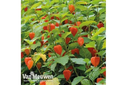 Up to 6 Stunning Physalis Chinese Lantern Plants