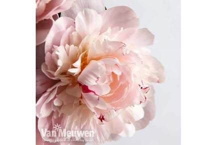 Peony Eden's Perfume Plant - Choose 1 or 3