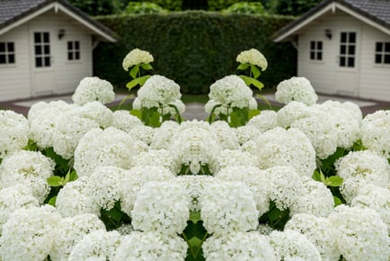 up to 3 Hydrangea Annabelle Plants