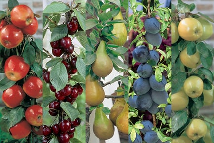 Mini Patio Fruit Tree Collection, 5 plants