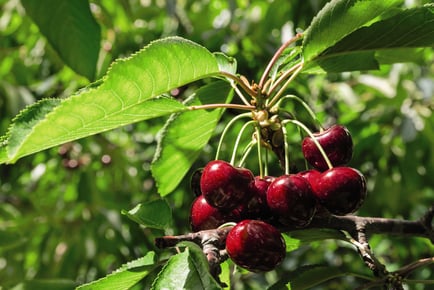 Mini Patio Fruit Tree Collection, 5 plants