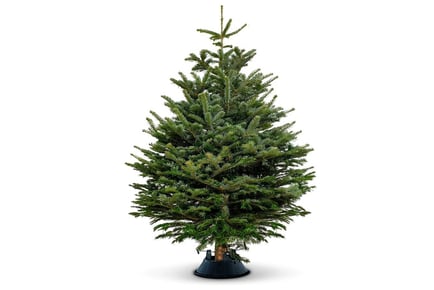 Nordmann Fir Fresh Cut Real Christmas Tree in 5 Sizes