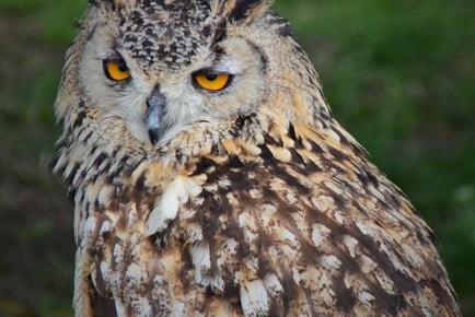 'Ultimate Bird of Prey' Experience for 1 or 2 - Xtreme Falconry