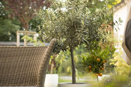 Olive trees with dark grey planters, 2 x 21cm