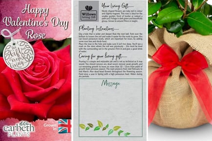 Valentine's Red Rose Plant with a Gift Wrap