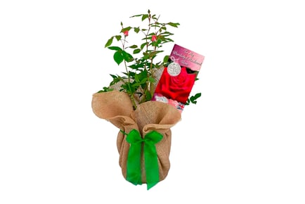 Gift-Wrapped Rose Bush with 'To My Wonderful Husband' Card