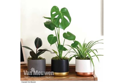 Urban Jungle Houseplant Collection