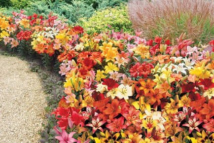 Enchanting Ground Cover Lily Bulbs - Up to 100 Blooms!