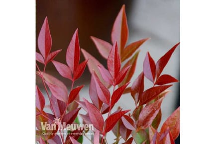 up to 3 Nandina Obsessed Plants