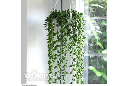 1 or 2 String of Teardrops Plants