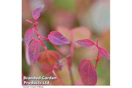 up to 3 Katsura Tree Plants