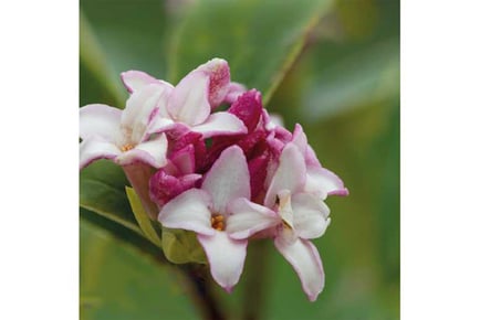 1 or 2 Daphne Perfume Princess Plants