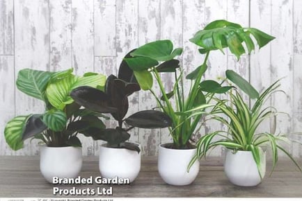 Urban Jungle Houseplant Collection