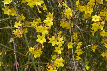 up to 3 Winter Jasmine Plants