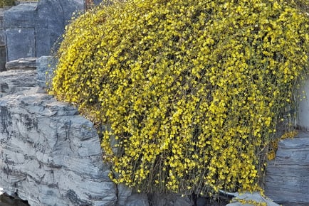 Gorgeous Winter Jasmine Plants - Up to 3