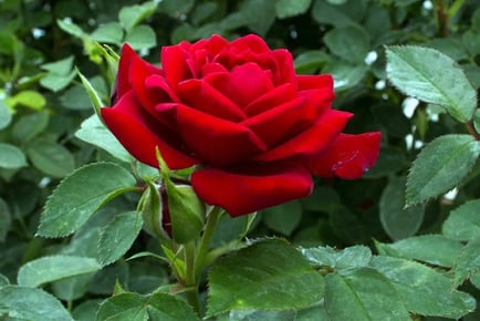 Red Hybrid Tea Rose Bush