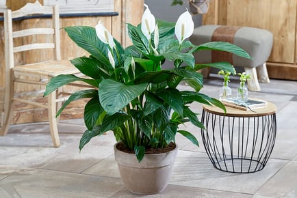 Peace Lily Plant - Planter Options!