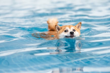 1 Doggy Fitness Swim Session - Leicester