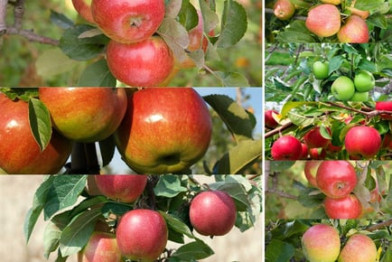 5L Pot 2x Patio Apple Tree Mixed Varieties