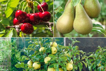 Mini Patio Fruit Trees - Apple, Cherry, Plum & Pear!