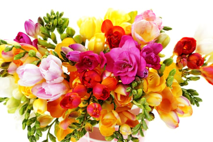 up to 200 Fragrant Freesia Bulbs