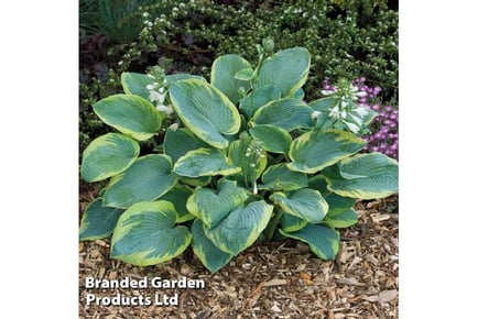 Majestic Hosta 'Giant Leaved Mix' - Up to 6 Plants