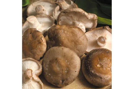 Grow Your Own Shittake Mushroom Kit