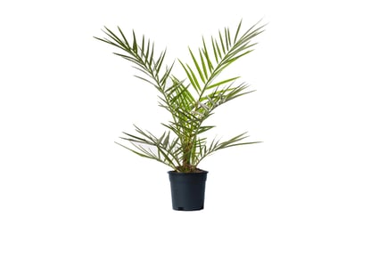 12m Phoenix Palm Tree