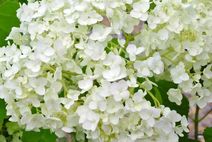 Hydrangea Arborescens 'Annabelle' Potted Plant