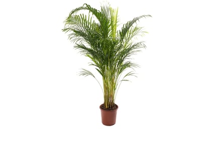 100-125cm Indoor Areca Palm Plant - Single or Pair Options