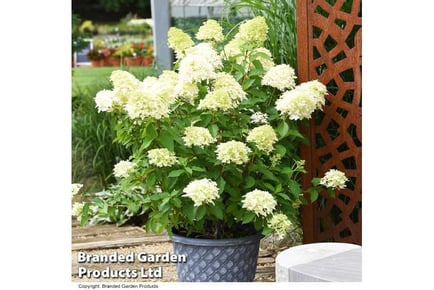 1 or 2 Hydrangea paniculata Skyfall