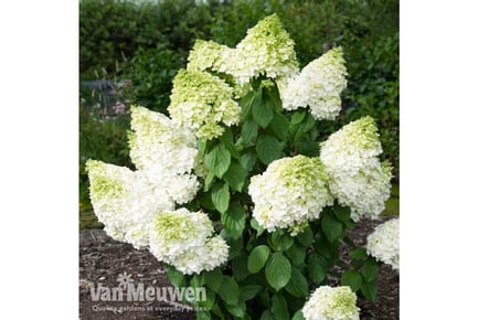 Hydrangea Magical Moonlight 1 or 2