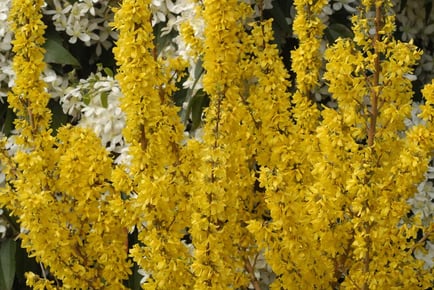 Forsythia Yellow Flowering 'Mikador' Plants