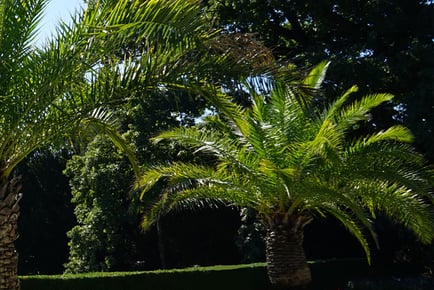 Giant Canary Island Date Palm Tree - 1 or 2 Plants