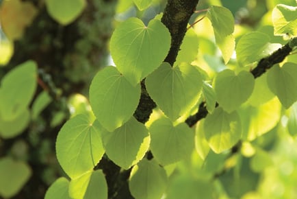 Katsura Tree 9cm Pot - 1, 2, or 3