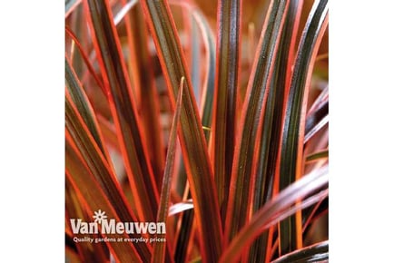 up to 3 Grass Uncinia Everflame Plants